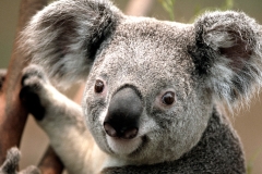 koala